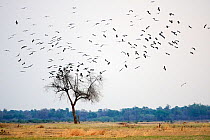 Abdim&#39;s stork (Ciconia abdimii) flock on migration arriving in South Luangwa National Park in november for rainy season, Zambia