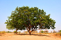 Wild mango tree (Cordyla africana) South Luangwa National Park, Zambia
