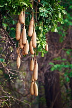 Sausage tree fruits (Kigelia pinnata) South Luangwa National Park, Zambia