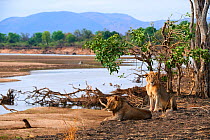 Coalition of two African male lions (Panthera leo) resting on the banks of the Luangwa river, dry season, South Luangwa National Park, Zambia