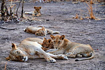 Lioness (Panthera leo) with suckling cubs of different ages, early morning, South Luangwa National Park, Zambia