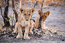 African lion(Panthera leo) two cubs sitting South Luangwa National Park, Zambia