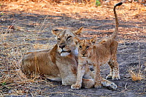 African lion (Panthera leo) female with cub, South Luangwa National Park, Zambia