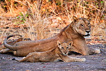 African lion (Panthera leo) female with cub,South Luangwa National Park, Zambia