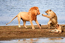 Lioness (Panthera leo), aggressively rebuffing male lion banks of the Luangwa river, South Luangwa National Park, Zambia