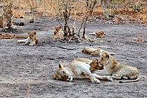 Lioness (Panthera leo) with suckling cubs of different ages, early morning, South Luangwa National Park, Zambia.