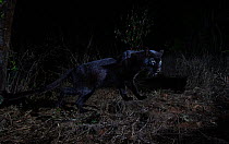 Young male melanistic leopard (Panthera pardus), Laikipia Wilderness Camp, Kenya. Photographed with a camera trap.