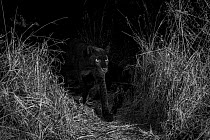 Young male melanistic leopard (Panthera pardus), Laikipia Wilderness Camp, Kenya. Communication Arts Annual 62 Competition 2021 - Winner Book Category. Photographed with a camera trap. Black and white...