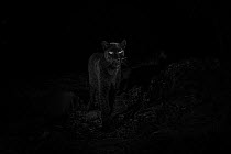 Young male melanistic leopard (Panthera pardus), Laikipia Wilderness Camp, Kenya. Photographed with a camera trap. EDITORIAL USE ONLY. All other uses require clearance