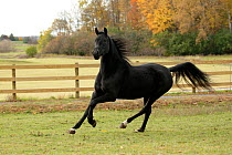 UVM Morgan horse filly cantering, at the historical stud University of Vermont Morgan Horse Farm, Weybridge, Vermont, USA