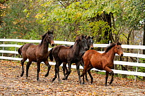 6 month old UVM Morgan horse foals trotting in a paddock, at the historical stud University of Vermont Morgan Horse Farm, Weybridge, Vermont, USA