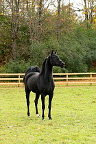 UVM Morgan horse filly standing alert, at the historical stud University of Vermont Morgan Horse Farm, Weybridge, Vermont, USA