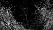 Short film describing how photographer Will Burrard-Lucas photographed a melanistic Leopard (Panthera pardus), showing camera trap set-up, near Laikipia Wilderness Camp, Sosian Game Ranch, Kenya, Febr...