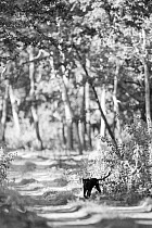A melanistic leopard (Panthera pardus) on forest track, Kabini Forest, Karnataka, India. Black and White. EDITORIAL USE ONLY. All other uses require clearance