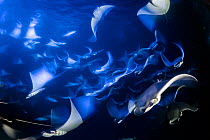 School of Munk's devil ray, pygmy devil ray, (Mobula munkiana), feeding on plankton at night, photographed on a long exposure, Espiritu Santo Island, Sea of Cortez, Baja California, Mexico, East Pacif...