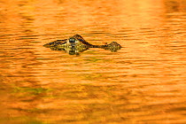 RF- Yacare Caiman (Caiman yacare) submerged in water, Pantanal, Brazil (This image may be licensed either as rights managed or royalty free.)