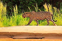 RF- Jaguar (Panthera onca) old male hunting on riverbank, Pantanal, Brazil (This image may be licensed either as rights managed or royalty free.)