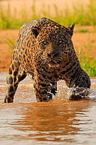 Jaguar (Panthera onca) old male hunting in river, Pantanal, Brazil