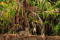 Jaguar (Panthera onca) on riverbank , Pantanal, Brazil