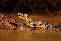 Yacare Caiman (Caiman yacare) cooling off, Pantanal, Brazil