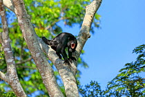Black Howler Monkey (Alouatta caraya) howling , Pantanal, Brazil
