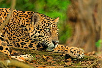Jaguar (Panthera onca) in jungle, Pantanal, Brazil