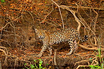 Jaguar (Panthera onca) on riverbank , Pantanal, Brazil