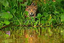 Jaguar (Panthera onca) hunting along river, Pantanal, Brazil