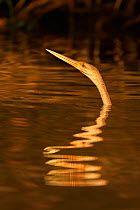 Anhinga (Anhinga anhinga) hunting in water, Pantanal, Brazil