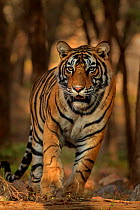 RF- Bengal tiger (Panthera tigris) portrait, Ranthambhore, India. December (This image may be licensed either as rights managed or royalty free.)