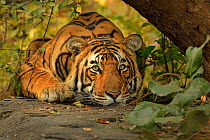 RF- Bengal tiger (Panthera tigris) sub-adult male in jungle, Ranthambhore, India (This image may be licensed either as rights managed or royalty free.)