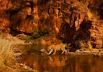 RF- Bengal tiger (Panthera tigris) sub-adult at waterhole, Ranthambhore, India (This image may be licensed either as rights managed or royalty free.)