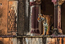 Bengal tiger (Panthera tigris) male Cowboy T91 in old building, Ranthambhore, India . Medium size repro only