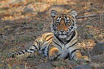 Bengal tiger (Panthera tigris) inquisitive tiger cub, Ranthambhore, India