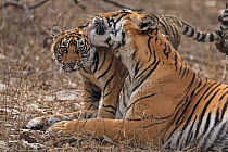 Bengal tiger (Panthera tigris) tigress Noor with cubs, Ranthambhore, India