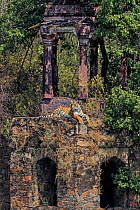 Bengal tiger (Panthera tigris) male Cowboy T91 on ruins of old building, Ranthambhore, India