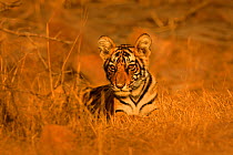 Bengal tiger (Panthera tigris) very young cub, Ranthambhore, India