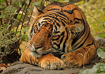 Bengal tiger (Panthera tigris) Sub-adult male asleep in jungle, Ranthambhore, India