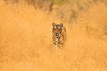 Bengal tiger (Panthera tigris) Krishna in grass habitat, Ranthambhore, India. December