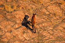 Looking down on Bengal tiger (Panthera tigris) sub-adult, Ranthambhore, India. December