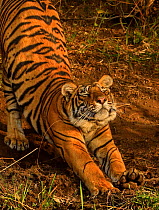Bengal tiger (Panthera tigris) sub-adult stretching, Ranthambhore, India. Medium repro only