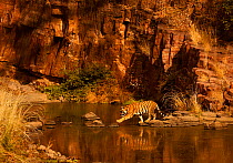 Bengal tiger (Panthera tigris) sub-adult at waterhole, Ranthambhore, India