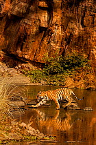 Bengal tiger (Panthera tigris) walking through water, Ranthambhore, India. December