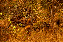 Bengal tiger (Panthera tigris) in undergrowth Ranthambhore, India. December