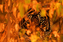 Bengal tiger (Panthera tigris) peering through leaves of bushes, Ranthambhore, India. December