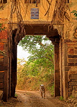 Bengal tiger (Panthera tigris) Tigress Arrowhead walking under arch, Ranthambhore, India