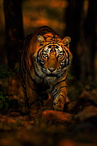Bengal tiger (Panthera tigris) Sub-adult male hunting, Ranthambhore, India. December