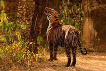 Bengal tiger (Panthera tigris) tigress Arrowhead sniffing tree for scent, Ranthambhore, India