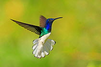 RF- White-necked Jacobin hummingbird (Florisuga mellivora) hovering with tail erect to show aggression , Tobago (This image may be licensed either as rights managed or royalty free.)