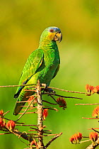 Orange-winged parrot (Amazona amazonica) feeding on flowering Immortelle tree, Tobago